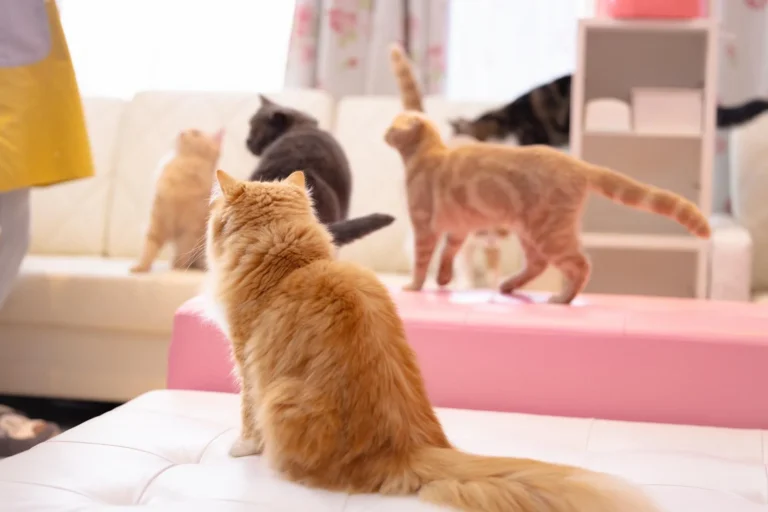 「私の休日はどんな感じ?」のイメージ