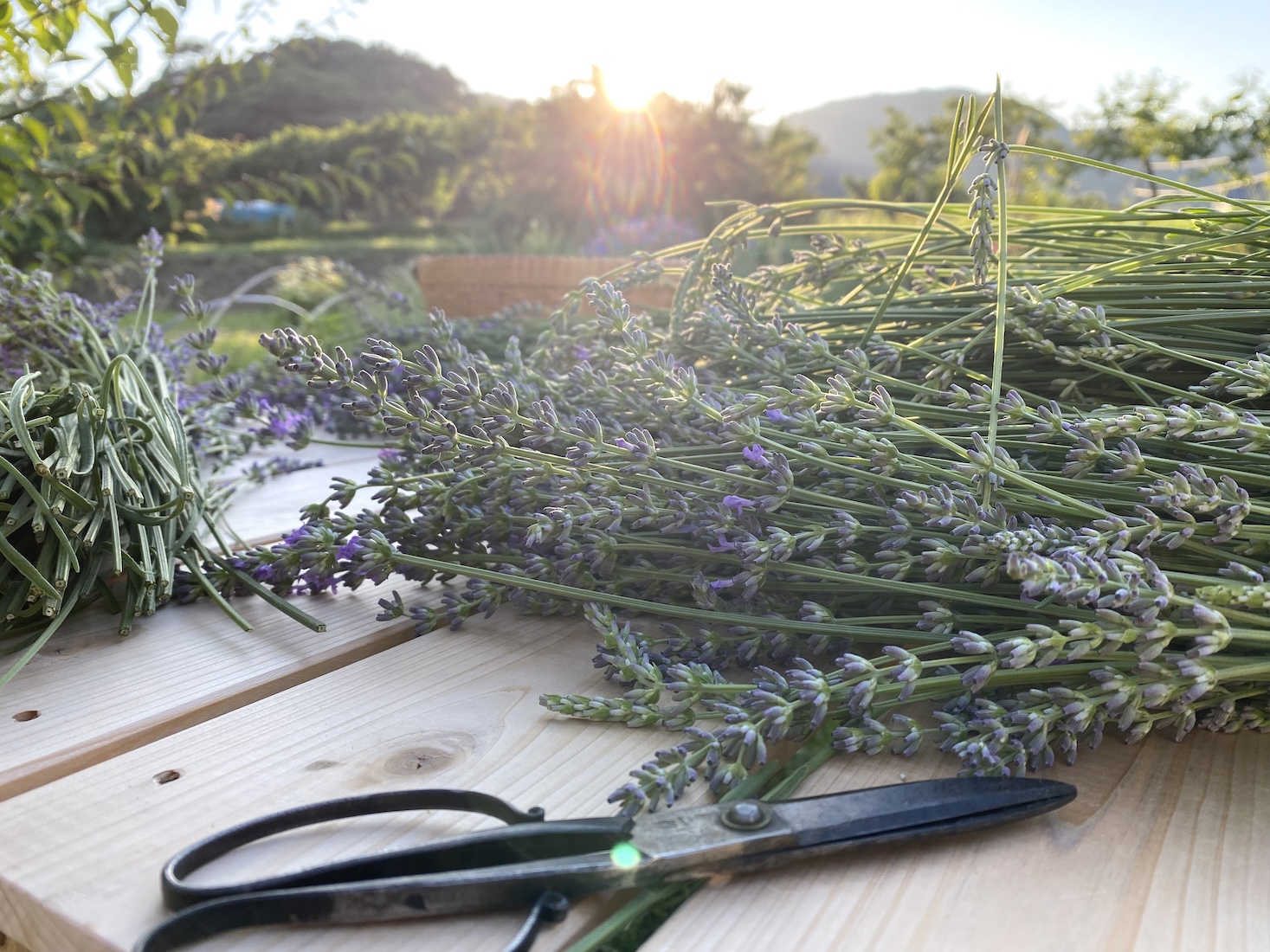 私の休日はどんな感じ？